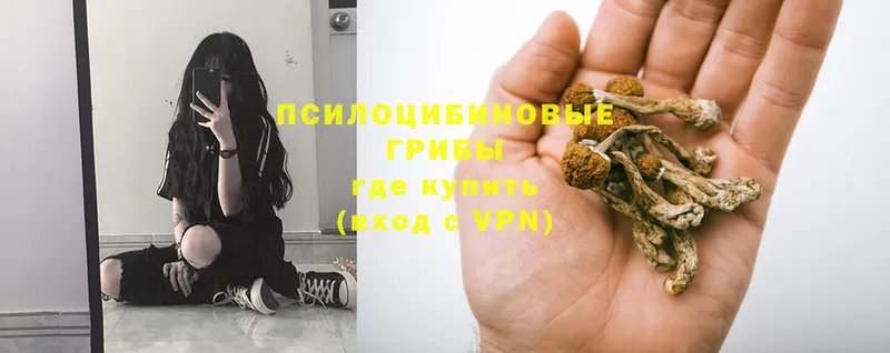 купить наркотики сайты  Североморск  Псилоцибиновые грибы Magic Shrooms 